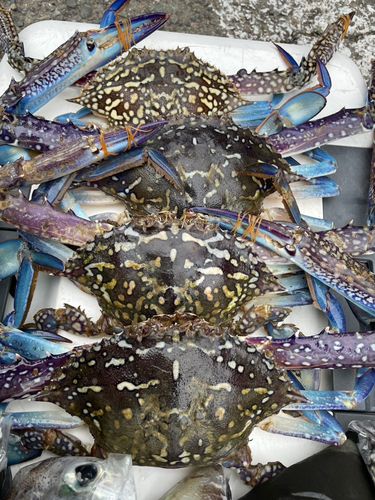 タイワンガザミの釣果