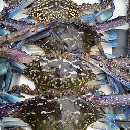 タイワンガザミ