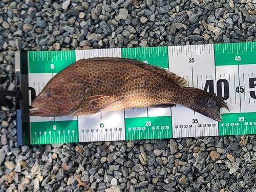 オオモンハタの釣果