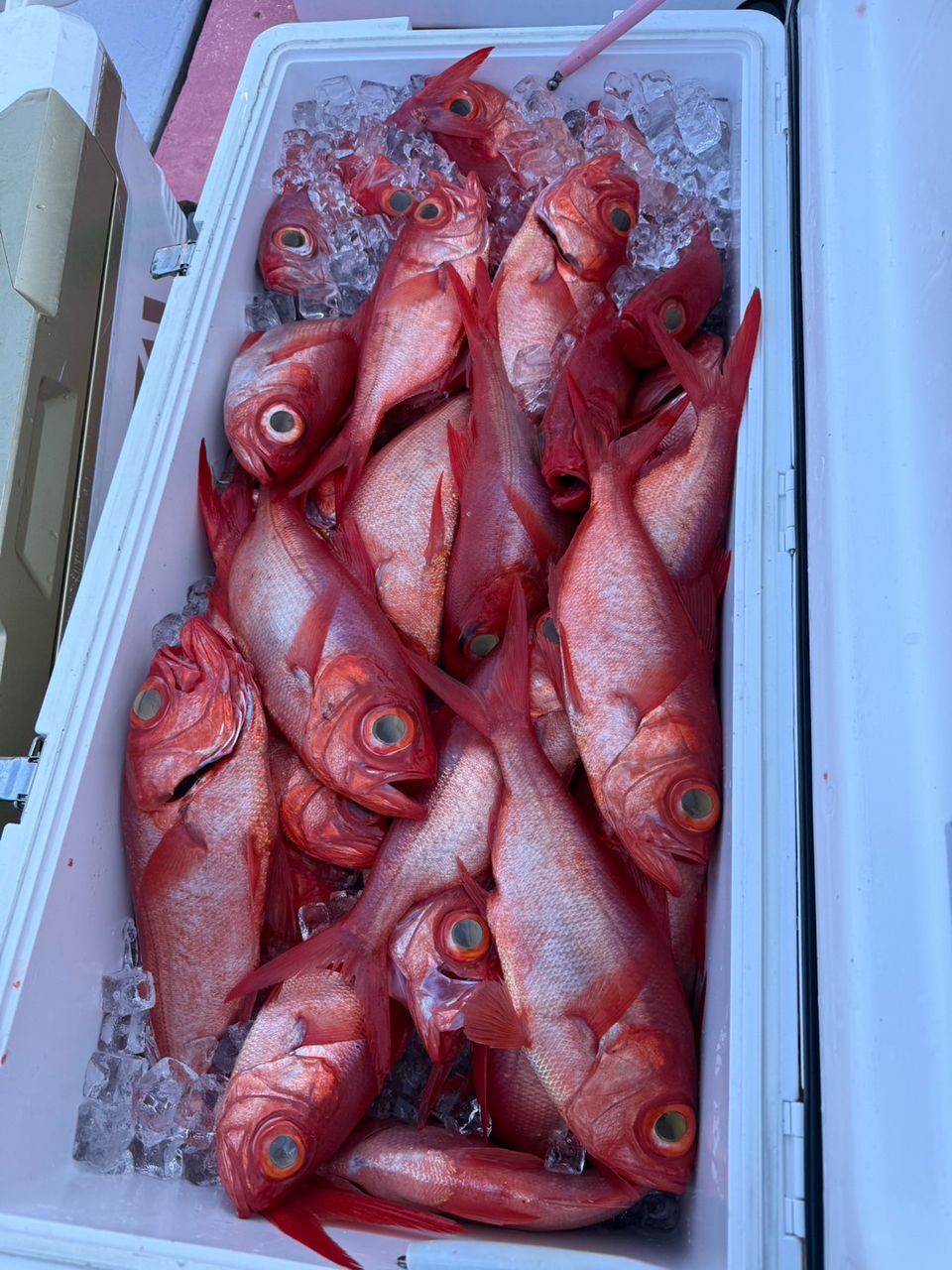 南伊豆忠兵衛丸さんの釣果 3枚目の画像