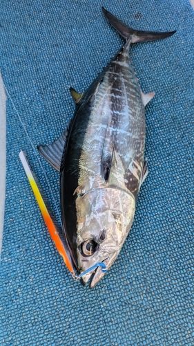 コシナガマグロの釣果