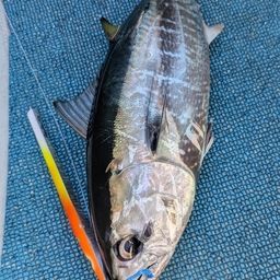 コシナガマグロ