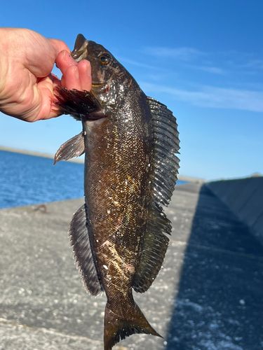 アイナメの釣果