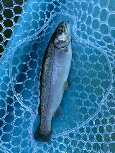 トラウトの釣果