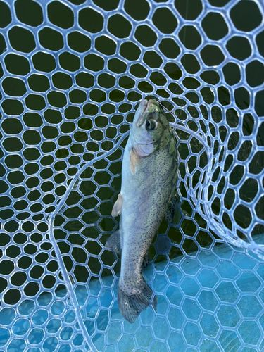 トラウトの釣果