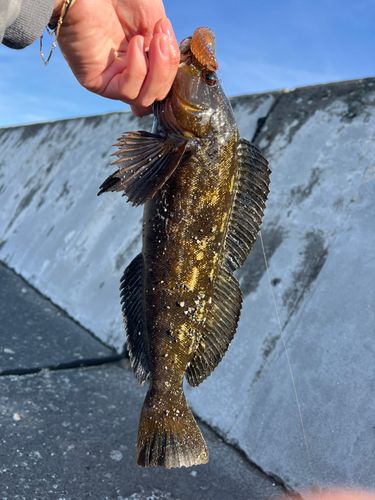 アイナメの釣果