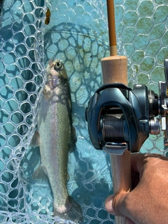 トラウトの釣果