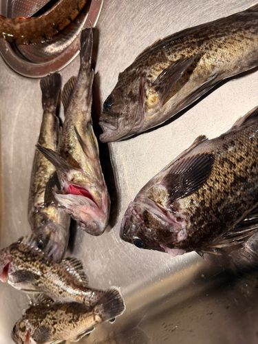 クロソイの釣果