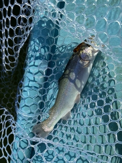 トラウトの釣果