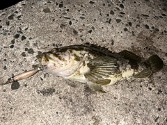 タケノコメバルの釣果