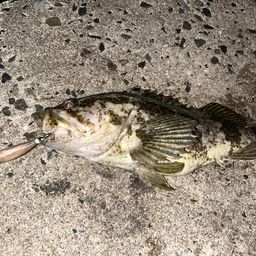 タケノコメバル