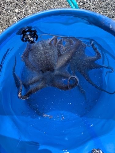 イイダコの釣果