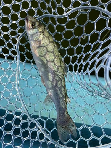 トラウトの釣果