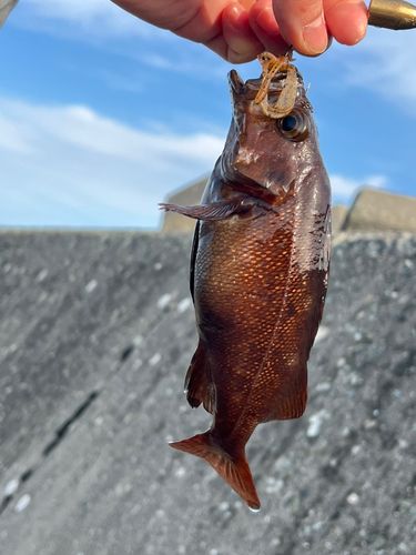 エゾメバルの釣果