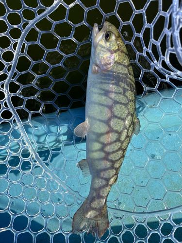 しらこばと水上公園