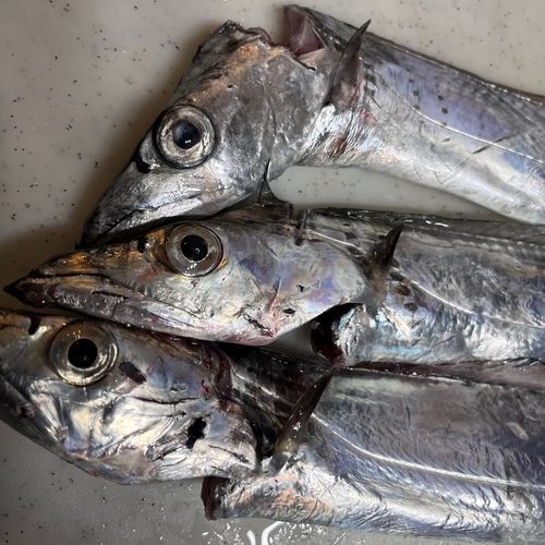 タチウオの釣果