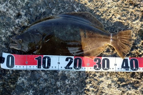 ヒラメの釣果