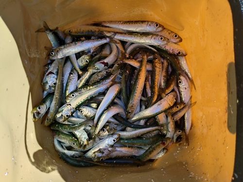 マイワシの釣果