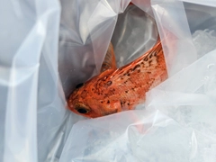 ユメカサゴの釣果