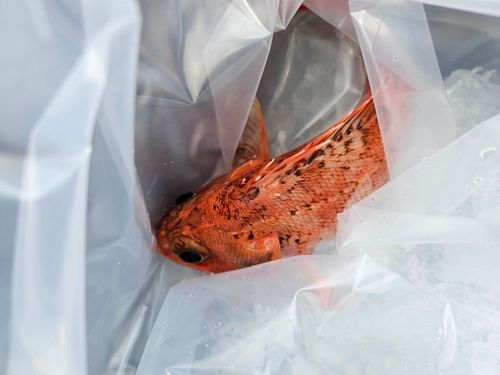 ユメカサゴの釣果