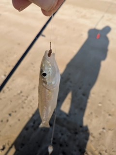 シロギスの釣果