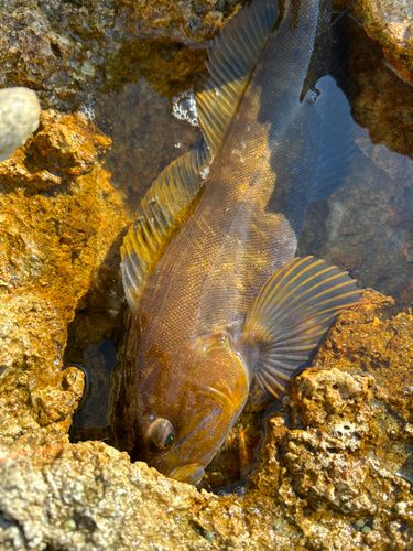 アイナメの釣果