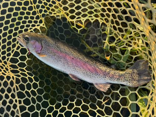 レインボートラウトの釣果