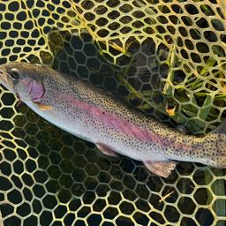 レインボートラウト