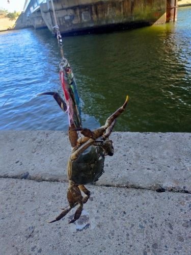 モクズガニの釣果