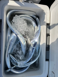 タチウオの釣果