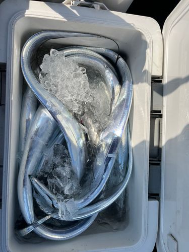 タチウオの釣果