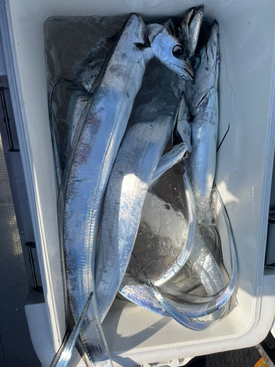 BOZUさんの釣果 2枚目の画像