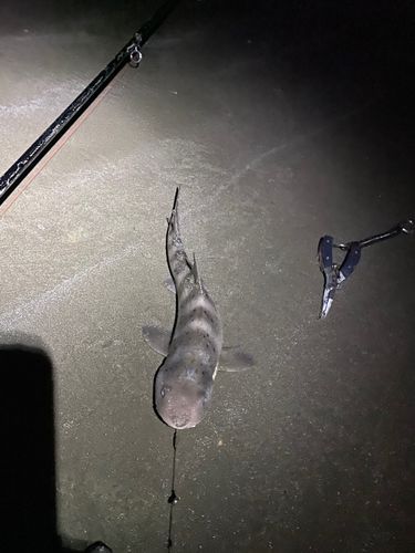 ドチザメの釣果