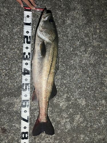 養老川臨海公園