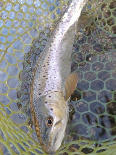 ブラウントラウトの釣果