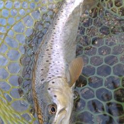 ブラウントラウト