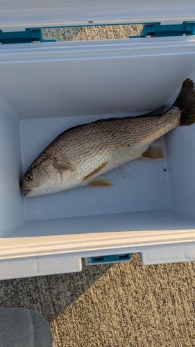 イシモチの釣果