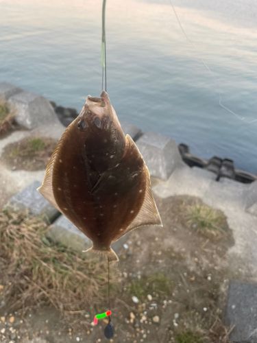 カレイの釣果