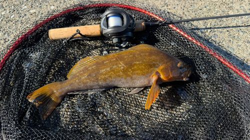 アイナメの釣果