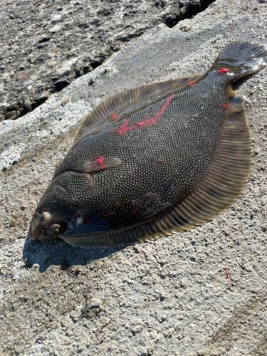 マツカワの釣果