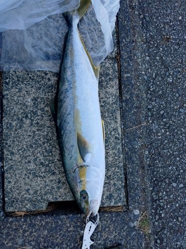 ヒラマサの釣果