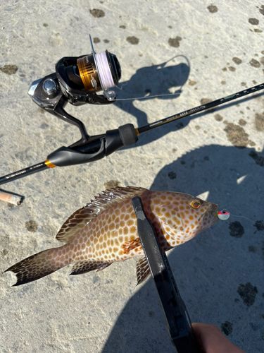 オオモンハタの釣果