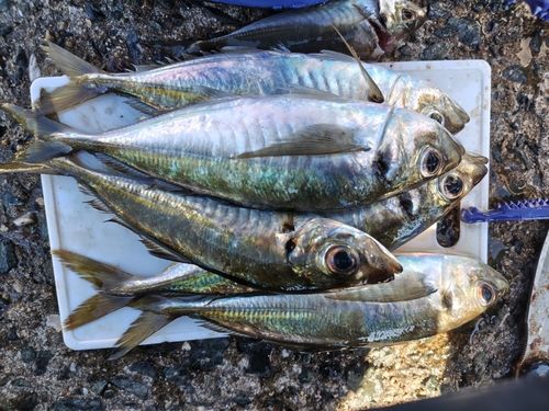アジの釣果