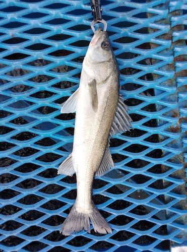 オリジナルメーカー海釣り公園