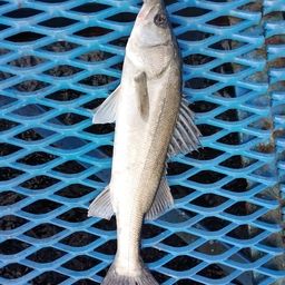 フッコ（マルスズキ）