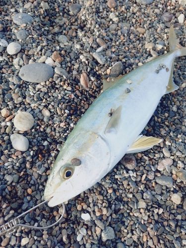 コゾクラの釣果