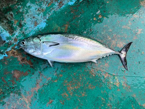 ヒラソウダの釣果