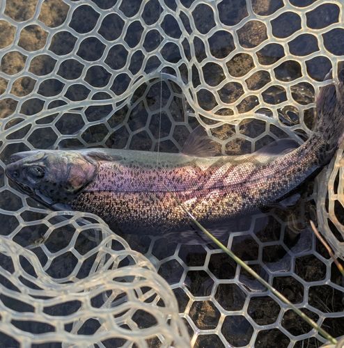 ニジマスの釣果