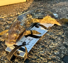 アブラコの釣果