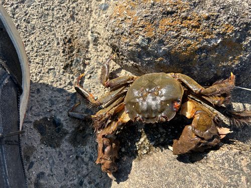 カニの釣果